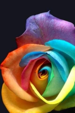 3D Roses Live Wallpaper截图1