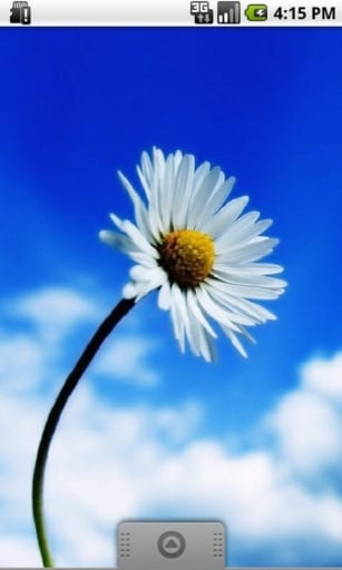 Chamomile Live Wallpaper截图1