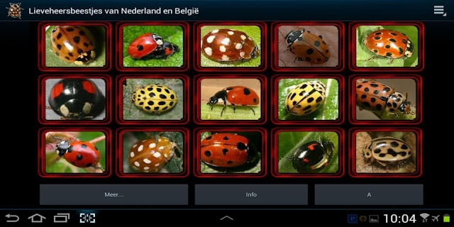 Lieveheersbeestjes in NL en BE截图7