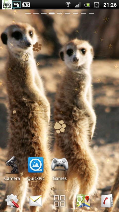 Meerkat Live Wallpaper截图2