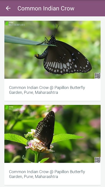 Indian Butterflies截图2