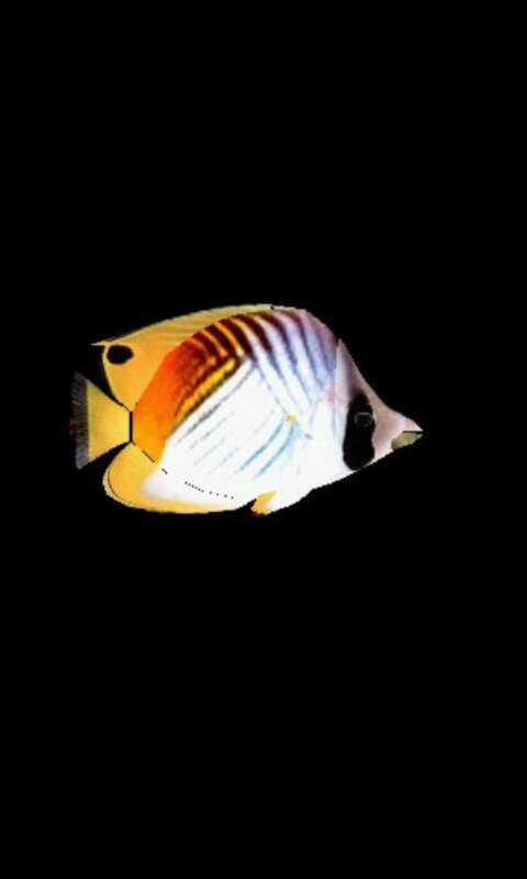 Butterflyfish2_lwp截图1