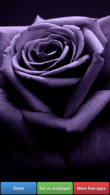 Beautiful Roses HD Wallpapers截图4