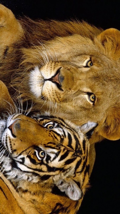 YAGS Jigsaw: Wild Animals截图3