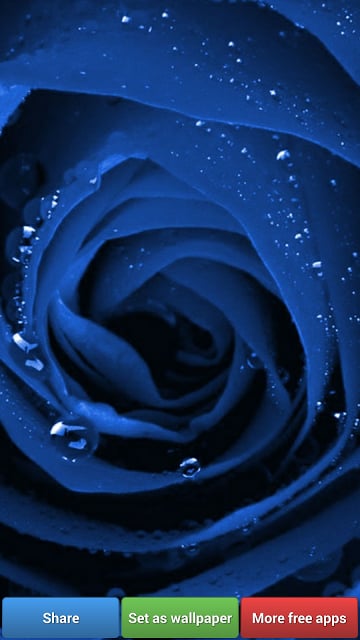 Beautiful Roses HD Wallpapers截图8