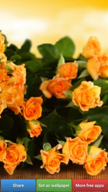 Beautiful Roses HD Wallpapers截图2