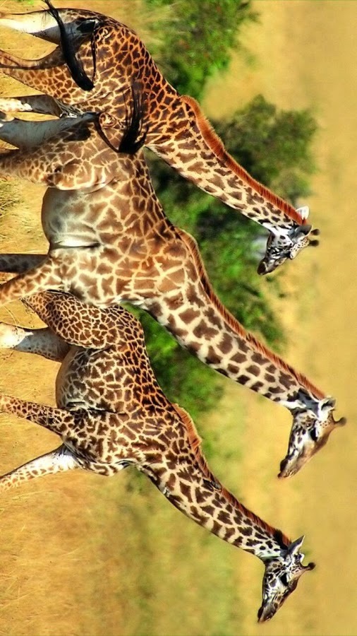 YAGS Jigsaw: Wild Animals截图6