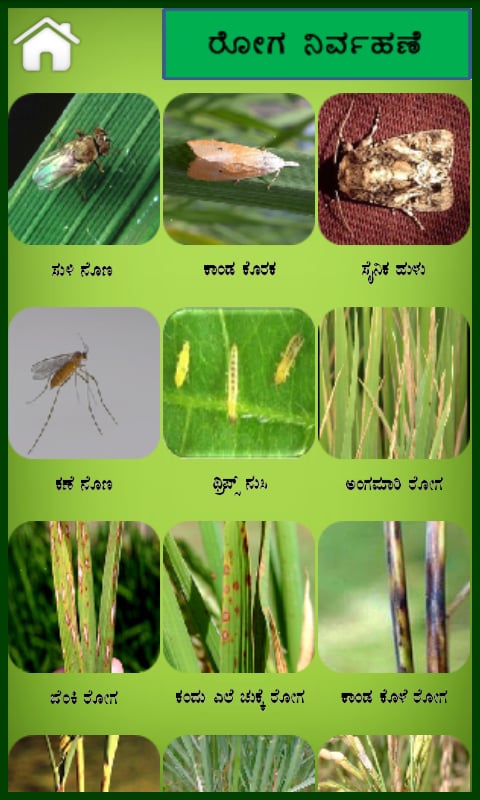 Rice Kannada Version截图2