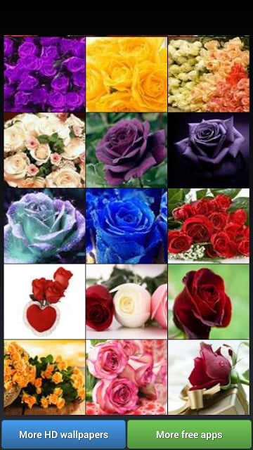 Beautiful Roses HD Wallpapers截图7