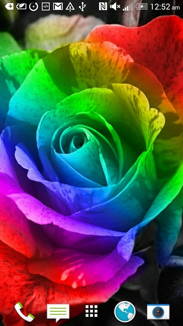 Beautiful Roses HD Wallpapers截图5