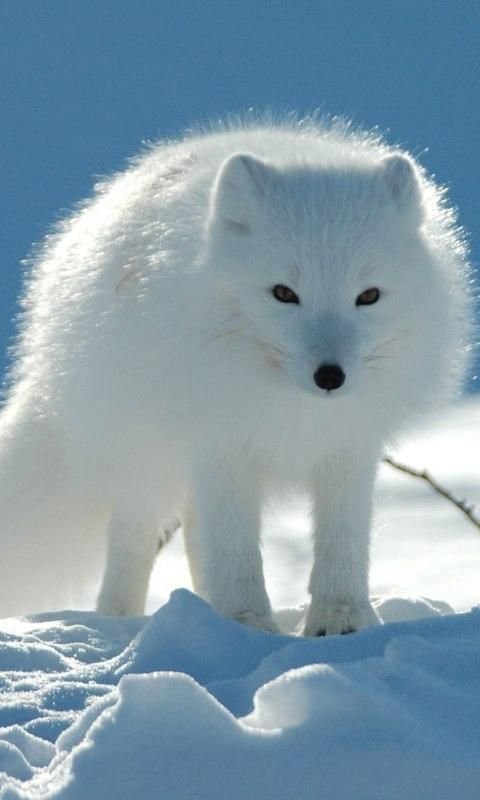 Arctic fox Live Wallpaper截图2