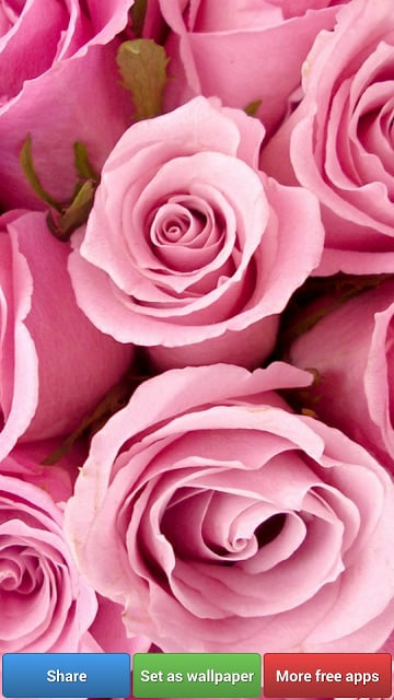 Beautiful Roses HD Wallpapers截图3