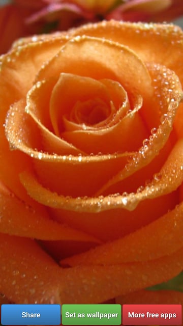 Beautiful Roses HD Wallpapers截图1