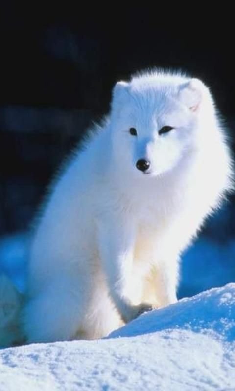 Arctic fox Live Wallpaper截图1