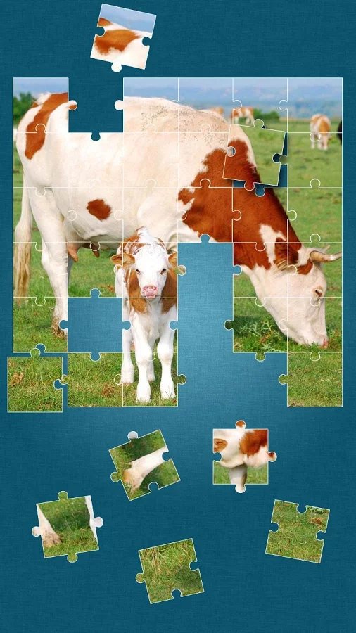 Cows Jigsaw Puzzle截图3