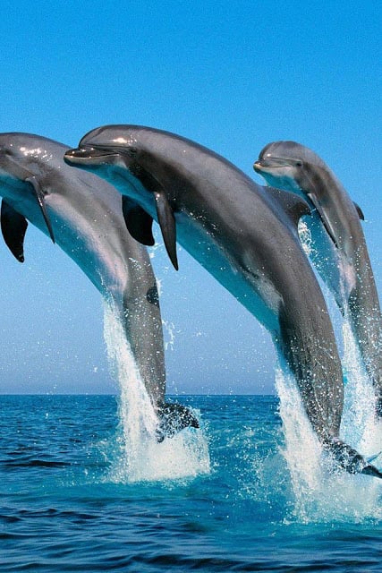 Penguin and Dolphin Wallpaper截图7