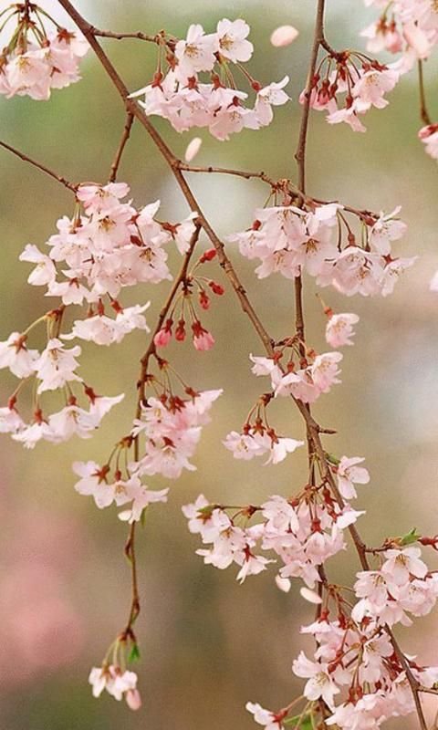 Cherry blossoms Live Wallpaper截图1