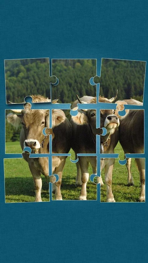 Cows Jigsaw Puzzle截图11