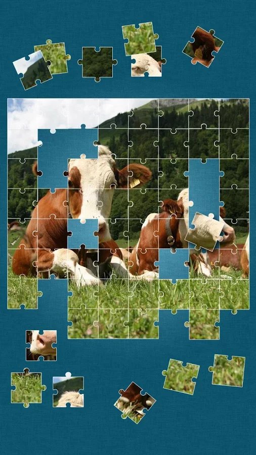 Cows Jigsaw Puzzle截图10