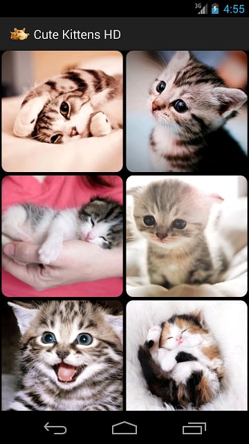 Cute Kittens HD截图1