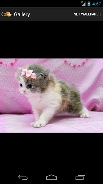 Cute Kittens HD截图4