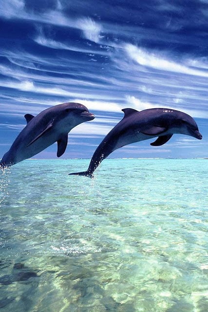 Penguin and Dolphin Wallpaper截图5