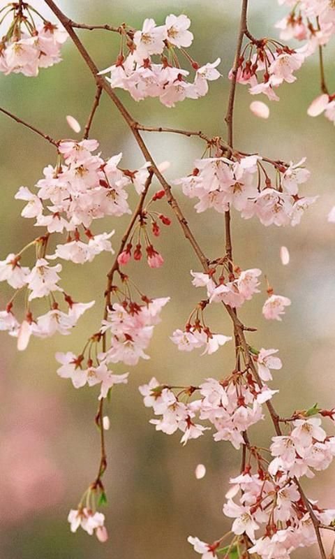 Cherry blossoms Live Wallpaper截图2