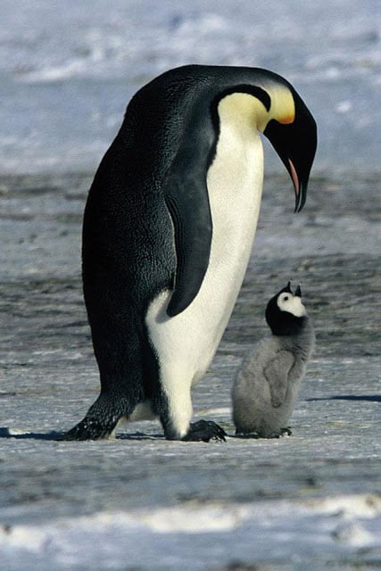 Penguin and Dolphin Wallpaper截图8