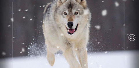 Wolf Live Wallpaper截图2