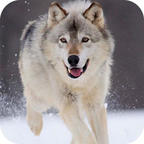 Wolf Live Wallpaper截图1