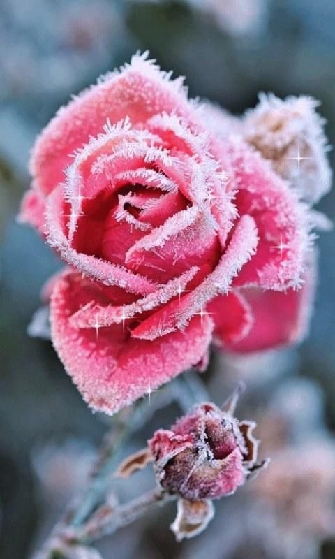 Frosted Rose Live Wallpaper 1截图2