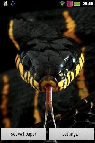 Angry Snake截图2