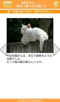 【无料版】东京でのんびり暮らす外猫たち截图