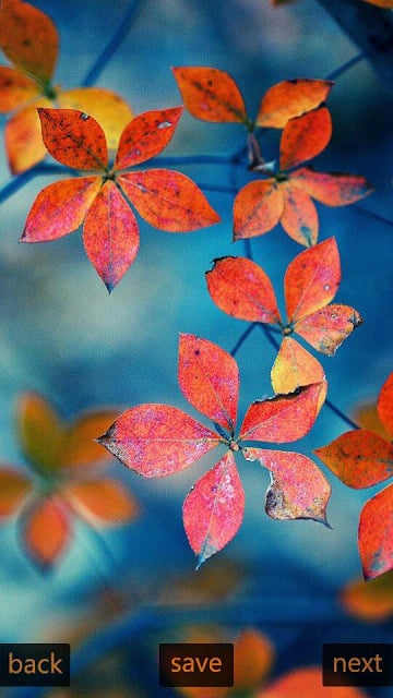Inspic Autumn Wallpapers HD截图3