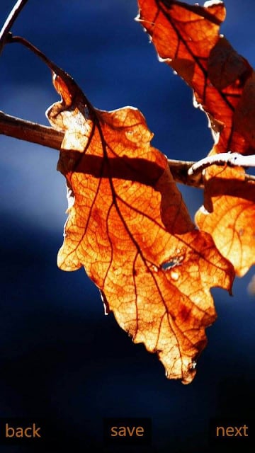 Inspic Autumn Wallpapers HD截图1