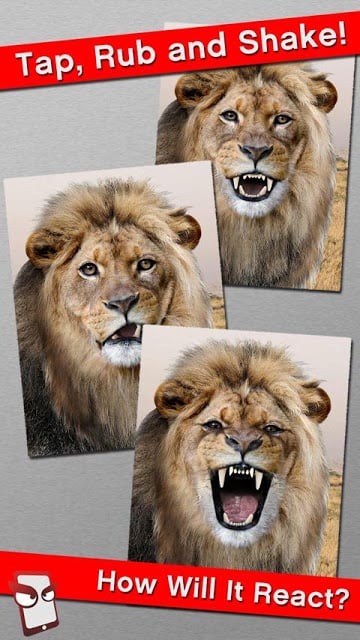 Angry Lion Free!截图2