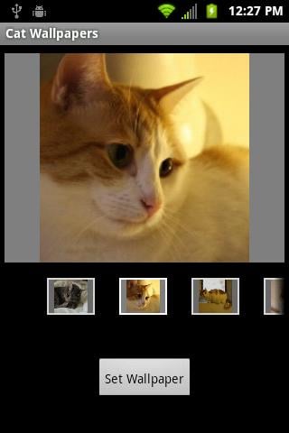 Cat Wallpapers截图1