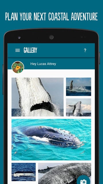 Whales NSW截图1