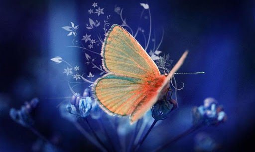 Butterfly Theme截图3