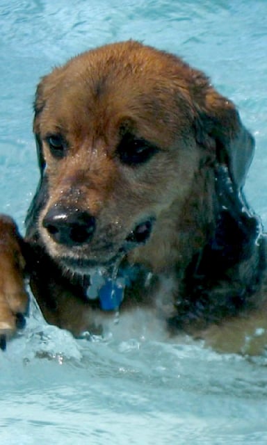 Dog Swim Live Wallpaper截图3