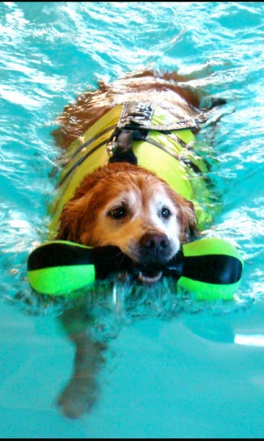 Dog Swim Live Wallpaper截图2