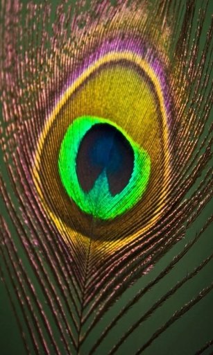 peacock feather print截图1