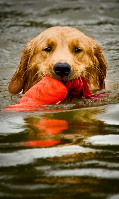 Dog Swim Live Wallpaper截图5