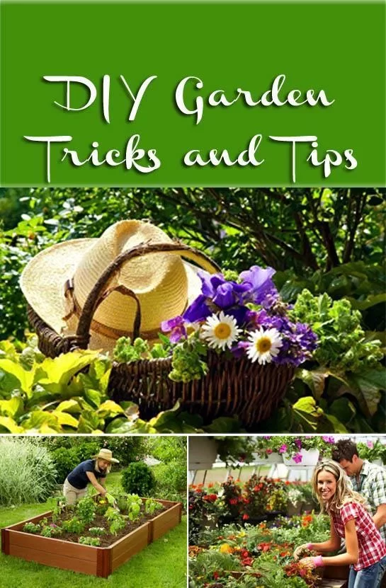 DIY Gardening Tips截图1