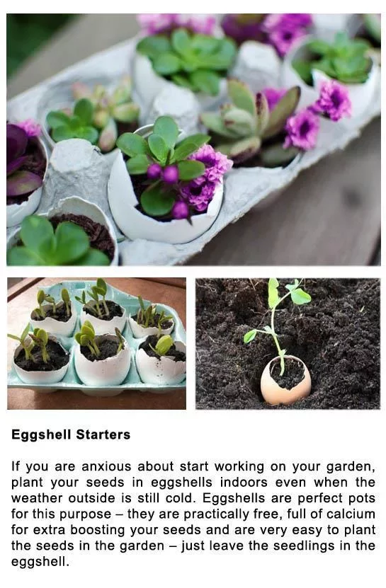 DIY Gardening Tips截图8