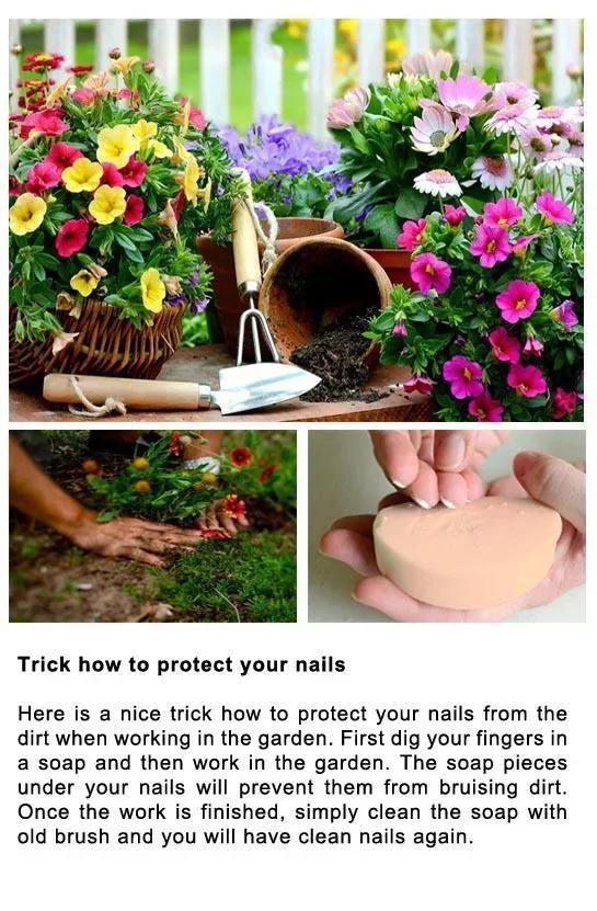 DIY Gardening Tips截图7