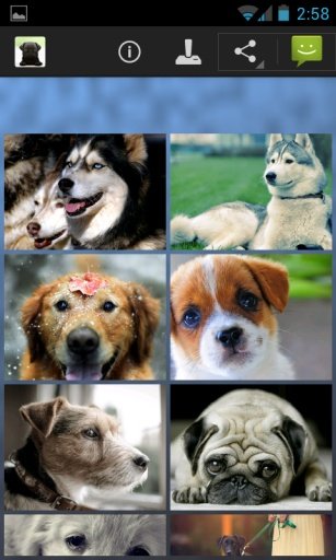 Dogs Wallpapers截图1