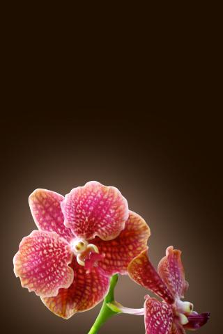 Tropical Orchids Wallpaper截图1