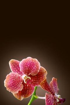 Tropical Orchids Wallpaper截图