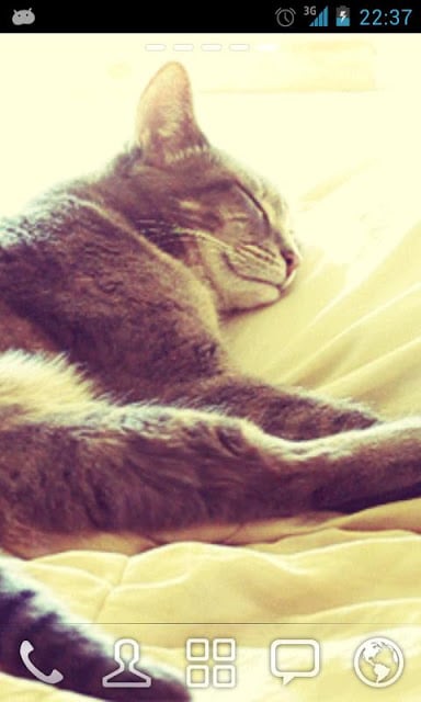 Sleeping Cat Live Wallpaper截图3